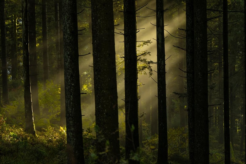 Forest Mystery